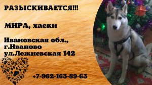 Пропала собака! МИРА. Хаски. Ивановская обл,  г. Иваново