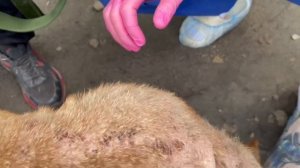 От шарпея избавились на трассе... | Шакура