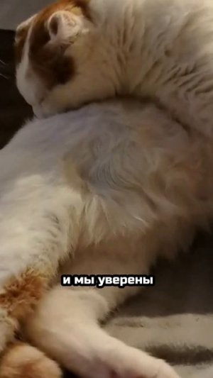 От зимней стужи — к пышным щёчкам! | Джулиан