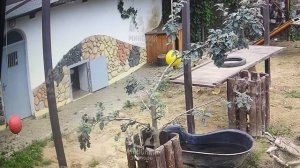 Куриный день 19.07.2025