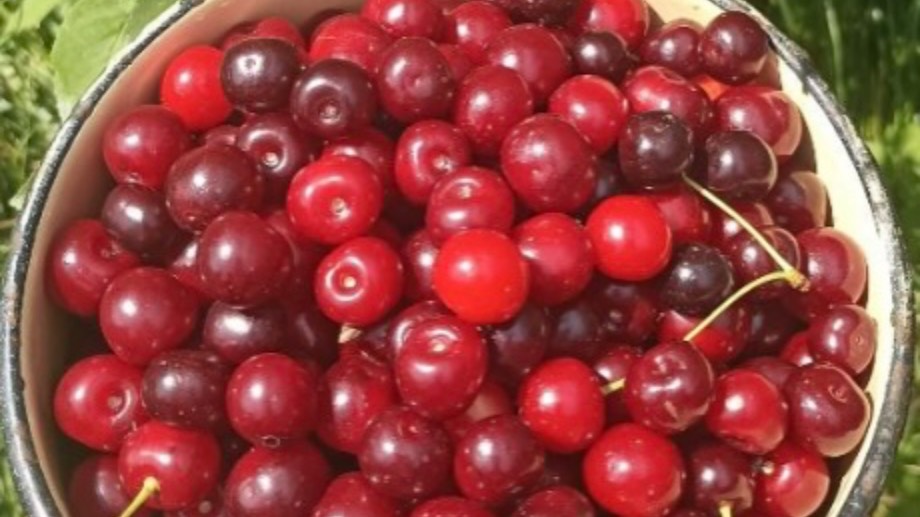 Вкуснейшее вишневое варенье. Готовим дома смотреть онлайн