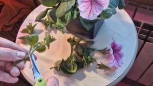 Черенкование петунии + десять растений с одного куста