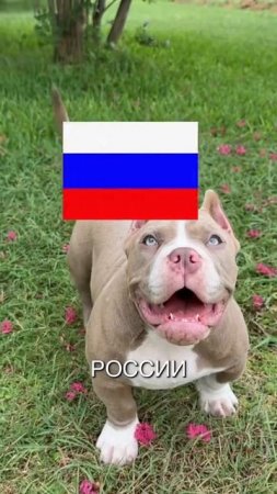 Животные приколы и не только