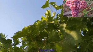 Про виноград лучистый