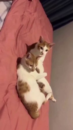 #юмор #прикол #приколы #угар #ржака #ржач #смех #смешно #кот #котики #животные #милота #весело #яппи