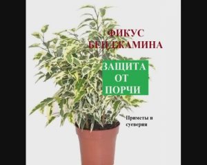 Фикус Бенджамина. Защита от порчи. Приметы и суеверия