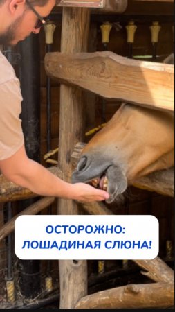ОСТОРОЖНО: лошадиная слюна! Артикул WB #166670400💫Ozon #1159756433