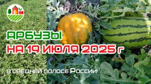 Арбузы на 19 июля 2025г в средней полосе России (Республика Мордовия)