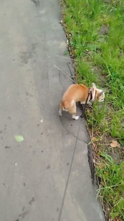 Все нормально с Сеней, отделался легким испугом😁