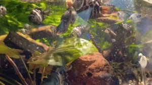 Завтрак в аквариуме🐠🐟🐚