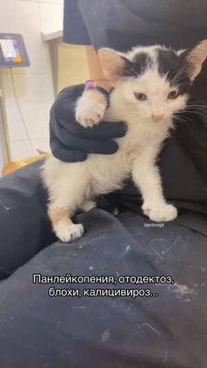 Жизнь малышей на волоске.