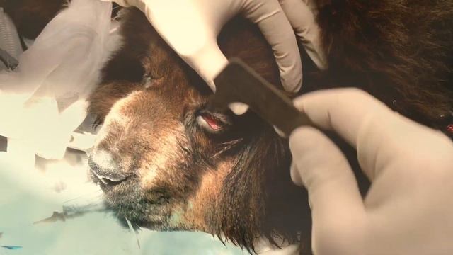 Заворот верхних век у щенка Тибетсткого Мастифа смотреть онлайн