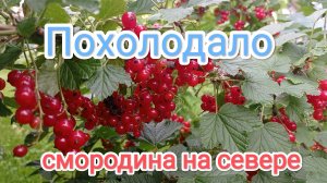 жизнь на Крайнем Севере/дела садовые/я всё равно это сделала