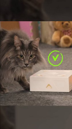 Что выберет котэ?