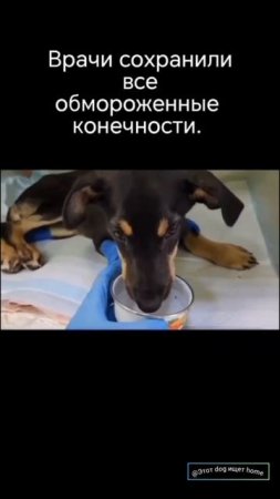 Верная лапка