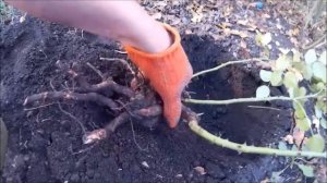 ПОСАДКА РОЗ В ГРУНТ