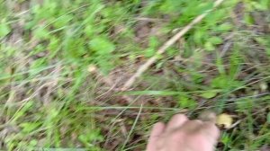 Летняя прогулка с племянницами.