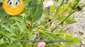 Вьюнок полевой и его польза для человека