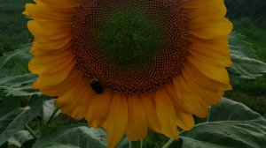 Семечки на высшем уровне! Подсолнечник.