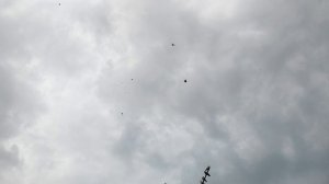 19.07.2025г Птица как Всегда в Небе!!!