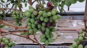 Виноград в теплице на 19.07.2025. Окрашивается 🍇.