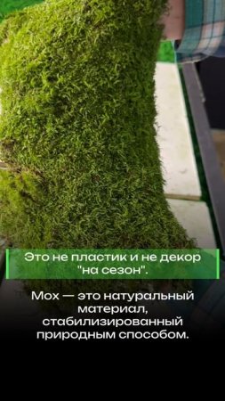 Пластовой стабилизированный мох