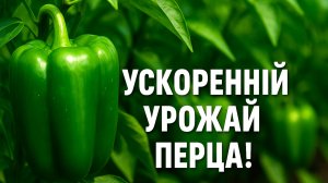 Секрет созревания перцев за считанные дни! Простой способ!