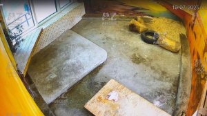 Сходил за второй, а потом за третьтей курицей