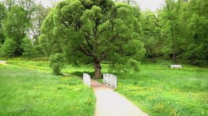 парк  "  Монрепо "  (4)