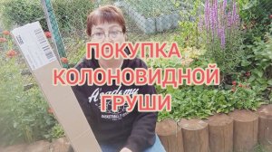 КУПИЛА САЖЕНЕЦ КОЛОНОВИДНОЙ ГРУШИ-СЛАДКАЯ КРАСАВИЦА. 17.07.25г