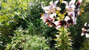 Цветет Лилия азиатская Страччателла Ивент (Lilium asiatic Stracciatella Event) , 20 июля 2025