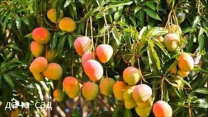 ВЫРАЩИВАЕМ МАНГО ЗИМОЙ ИЗ КОСТОЧКИ