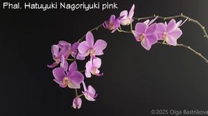 Phal. Hatuyuki Nagoriyuki pink