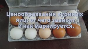Яйца цена