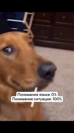 Собака улыбака