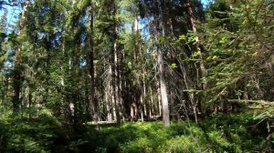 О лесном хобби, всё было и есть не зря