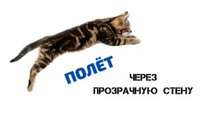 Челлендж с котом. Невидимая стена.