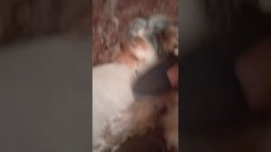 тискаем Беллюсика почешушки мы любим