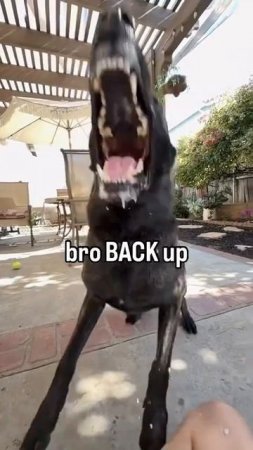 This Dog Just Screamed to Metal… And It’s Perfect