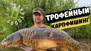 Трофейный Карпфишинг. Новый Дикарь и Огромные Карпы