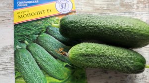 Урожайный гибрид огурца от агрофирмы Престиж - монолит. Результаты выращивания.