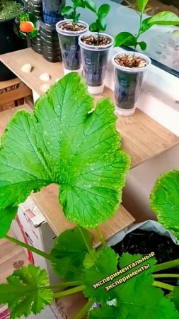 Сад Огород На Балконе 🍊🥒 Обзор по пятницам 27.06.25