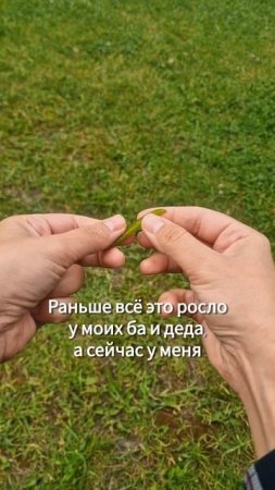ВСЁ ЭТО РОСЛО У БА И ДЕДА.  СКУЧАЮ. ЛЮБЛЮ. #детство #сад #огород #воспоминания #shorts