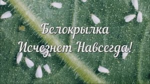 Белокрылка Исчезнет Навсегда!