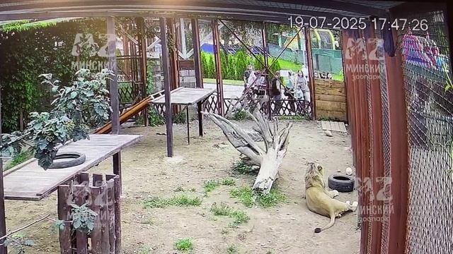 Светлана снимает Шерхана 19.07.2025