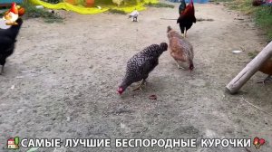 Цыплята и Курочки селяночки лучшие беспородные несушки 🥚 (205)