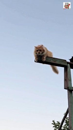 Дорога без начала и конца 🌞🛣❤️🐈⬛🌛