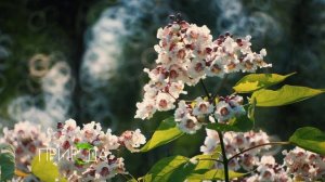 Катальпа, Catalpa bignonioides