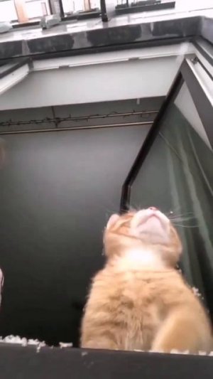 Котик ловит снежинки #cat #веселыекоты #красиваякошка