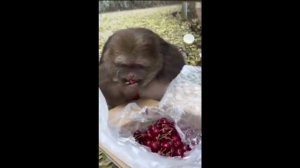 Забавных сновидений, Страна!